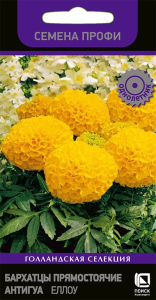 barhatsy_pryamost_antigua_yellow