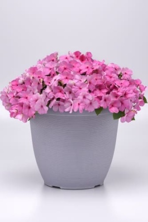 balzamin_bikon_layt_pink_1 (1)