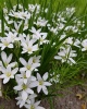 pticemlechnik_balanza
