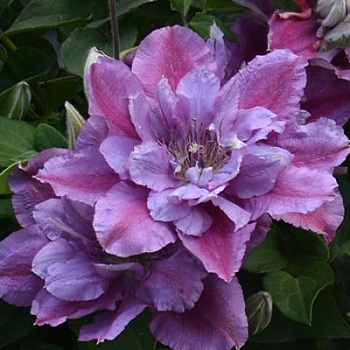 Клематис крупноцветковый Бёздэй Гёрл