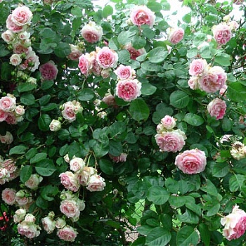 Роза плетистая Цезарь