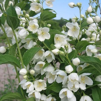 Жасмин садовый (Чубушник) Земляничный (Воздушный десант)
