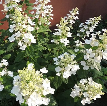 Гортензия метельчатая Кьюшу