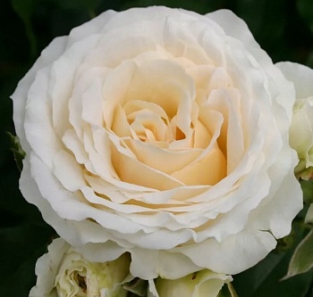 Роза флорибунда Космос