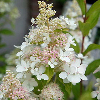 Гортензия метельчатая Конфетти