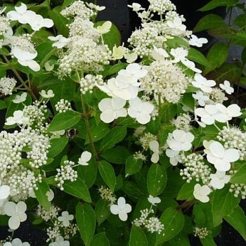 Гортензия метельчатая Прим Вайт