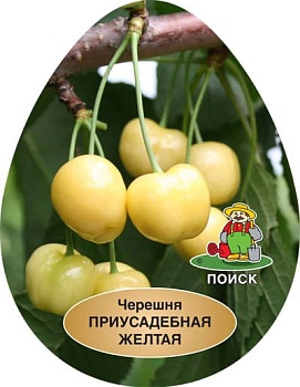 Черешня Приусадебная желтая (в агрономической сетке)