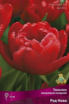 Тюльпан махровый поздний  Ред Нова (Цена за 1 луковицу)