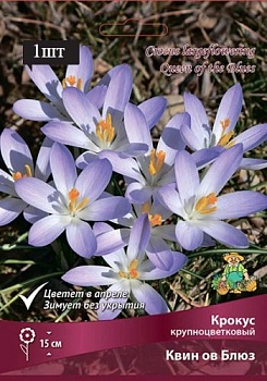 Крокус крупноцветковый Квин ов Блюз