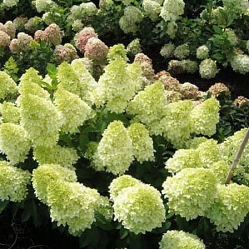 Гортензия метельчатая Мэджикал Кэндл