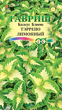 Колеус Тэррено лимонный (4шт.) 