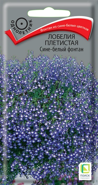 lobelia_pletistaya_sine_bely_fontan
