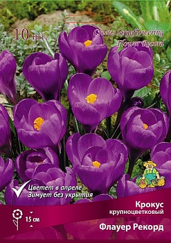 Крокус крупноцветковый Флауэр Рекорд (Цена за 1 луковицу)