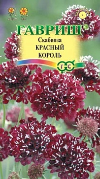 Скабиоза Красный Король 6шт