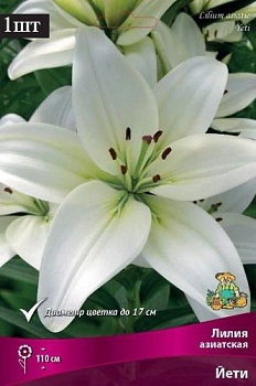 Лилия азиатская Йети