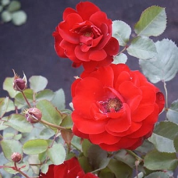 Роза флорибунда Лили Марлен.