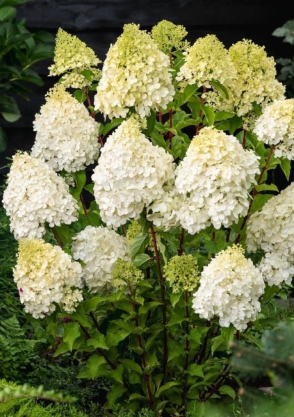 Hydrangea-Hercules-1 (2)