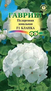 Пеларгония Бланка F1 (4шт)