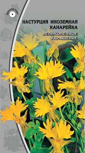 Настурция Канарейка (1)
