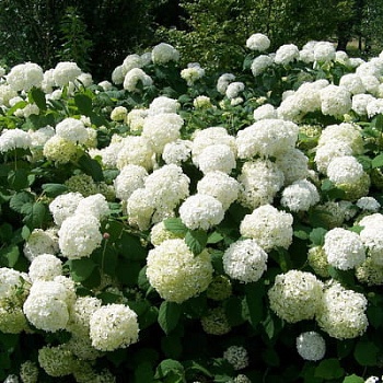 Гортензия древовидная Баунти