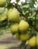 grusha-obyknovennaya-avgustovskaya-rosa (1)