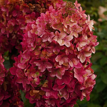 Гортензия метельчатая Металлика