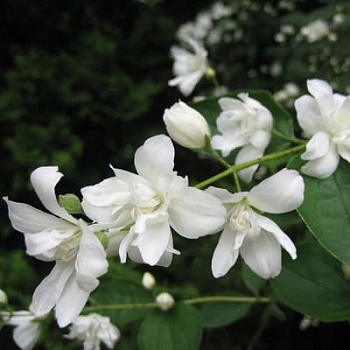 Жасмин садовый (Чубушник) Балет Мотыльков