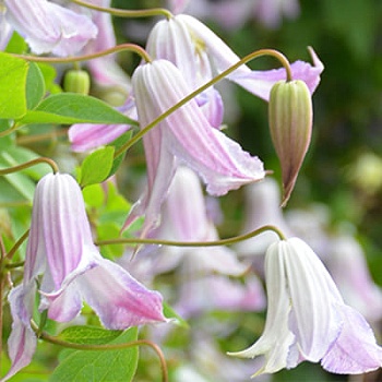 Клематис ботанический Фэйри Слипперс