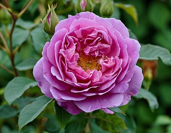 Роза флорибунда Минерва