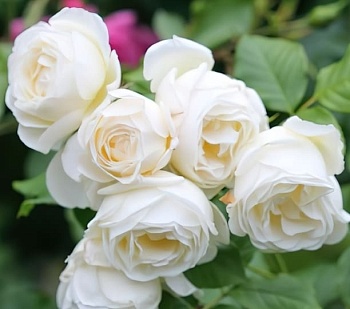 Роза плетистая Ютерзенер Клостеррозе