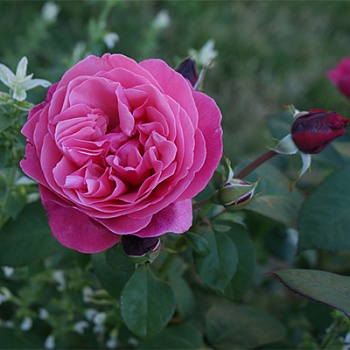 Роза чайно-гибридная Антон Чехов