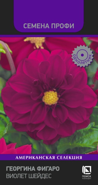 georgina_figaro_violet_shades