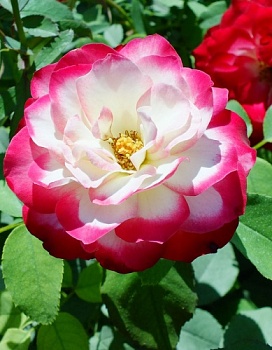 Роза флорибунда Жюбиле дю Принц де Монако (Жюбиле де Санкт-Петербург)