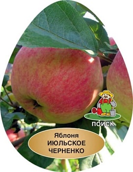 Яблоня Июльское Черненко (2-х летний саженец в агрономической сетке)