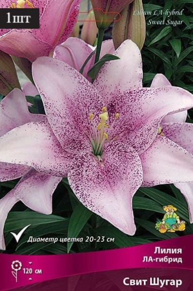image (25)