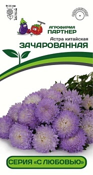 Астра Зачарованная китайская 5шт Партнер 
