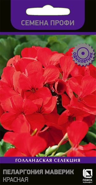 pelargonia_maverik_krasnaya