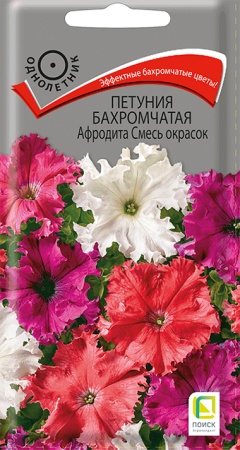 petunia_ampel_f1_shock_wave_kosmo