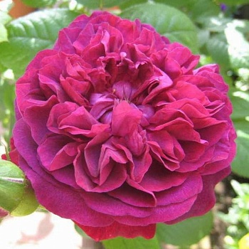 Роза английская парковая Вильям Шекспир