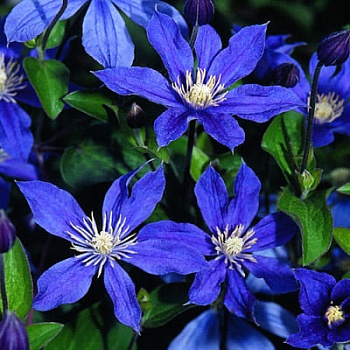 Клематис ботанический Арабелла