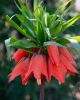ryabchik_impera_rubra_maxima