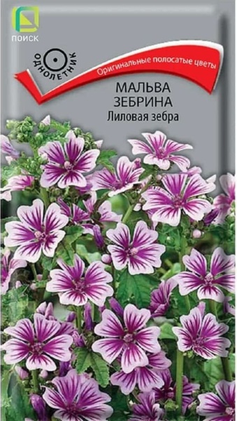 зебрина (2)