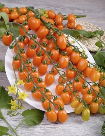 tomat-oranzhevyy-fontan-2 (1)