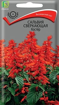 Сальвия сверкающая Костёр (0,1гр)