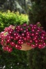 katarantus_ampelnyy_mediterranean_burgundi_khalo_1 (1)
