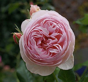 Роза английская парковая Херитаж