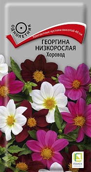 Георгина низкорослая Хоровод (10шт)