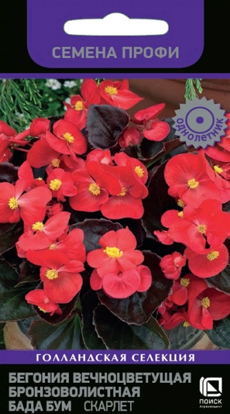 begonia_vechnocvet_bronz_bada_bum_skarlet begonia_vechnocvet_bronz_bada_bum_skarlet
