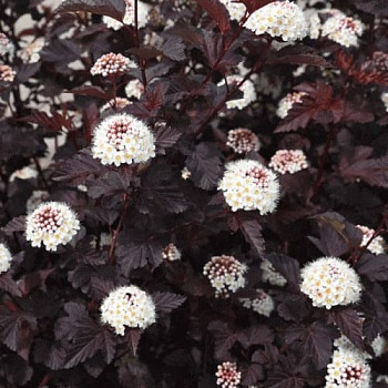 Пузыреплодник калинолистный Саммэ Вайн