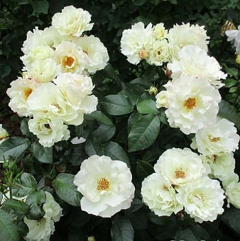 Роза флорибунда Кристалин